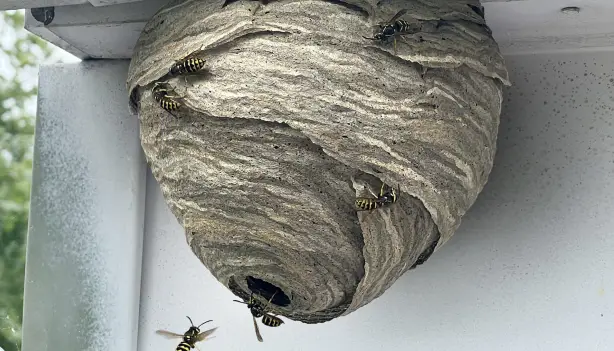 Image of wasp nest with wasps buzzing around