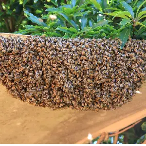 Bees swarming nesting and reproduction