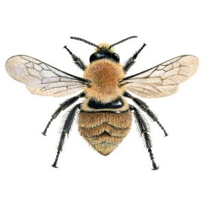 A honey bee