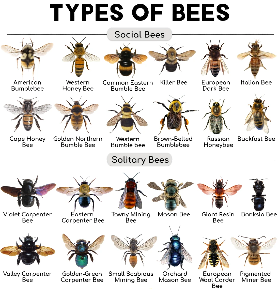 Bees: A Detailed Description