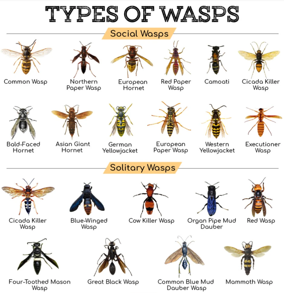 A detailed look at wasps, their characteristics, life cycle, behaviour, and ecological impact