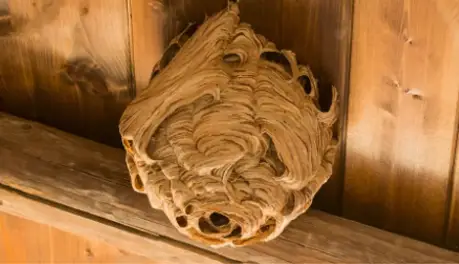 A large wasp nest in a garden shed