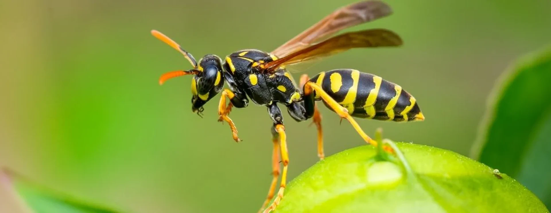 Wasp on a plant feature image introduction to wasps